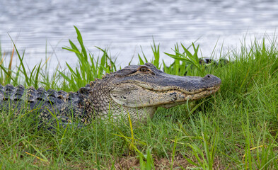 alligator dangerous in pond resting 