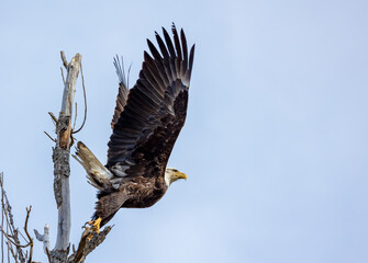 American bald eagle perched on tree 
