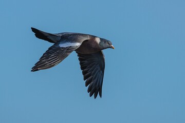 Common Wood Pigeon, Columba palumbus bird in flight
