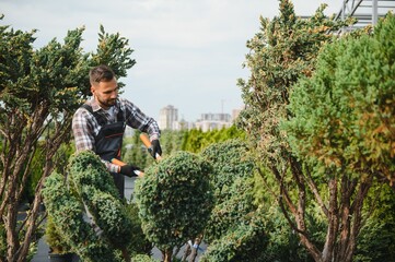 Garden Pruning Works to Maintain the Appearance of Shrubs, Bushes, Trees and Other Plants. Professional Landscaper Cutting the Overgrown Sprigs and Leaves with Garden Scissors