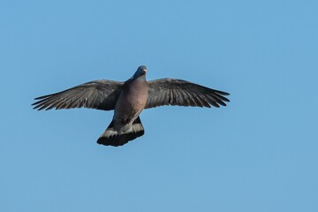 Common Wood Pigeon, Columba palumbus bird in flight