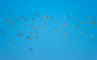European Golden Plover, Pluvialis apricaria, flock of birds in flight over marshes