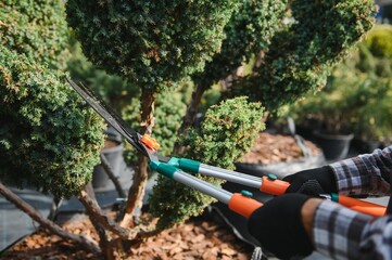 Garden worker trimming trees with scissors. garden shop
