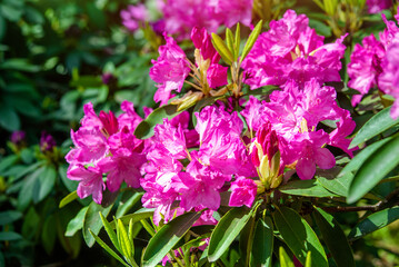 pink rhododendron blooms in the Botanical garden
