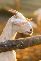 Nubian goat behind the fence