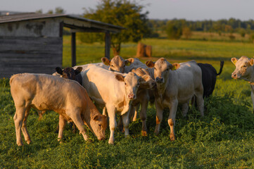Сows graze on a green pasture