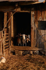 Nubian goats on the farm