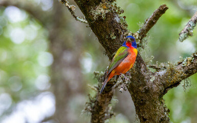 painted male bunting rainbow on branch