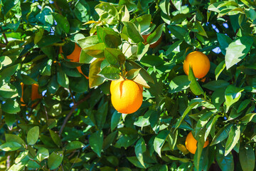 Fresh oranges glowing in the sunlight on a lush green tree.