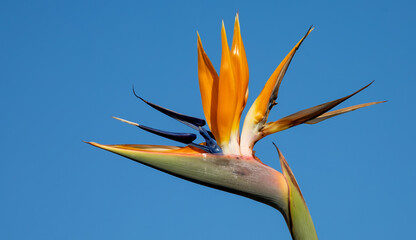Bird of paradise in bloom 