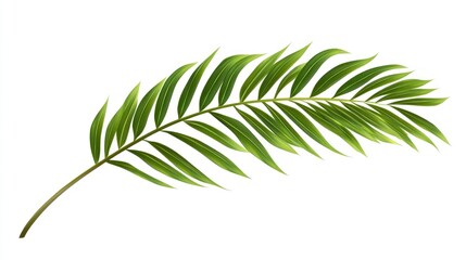 Vibrant Green Palm Frond Isolated on White Background