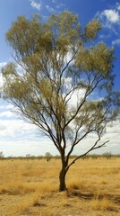 Stunning acacia tree stands tall against a vast, open landscape under a bright blue sky with scattered clouds and dry grass in the foreground