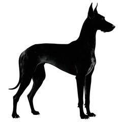 Obraz premium Black silhouette of Great Dane standing against white background