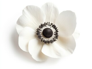 Delicate White Anemone Flower Close-up