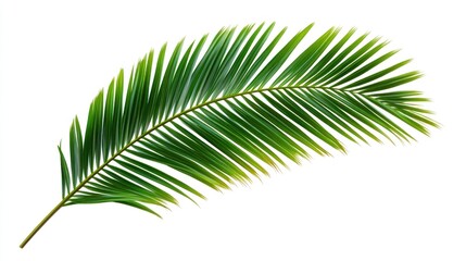 Obraz premium Lush Green Palm Frond Isolated on White Background