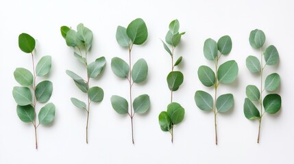 Elegant Eucalyptus Sprigs: A Minimalist Botanical Arrangement