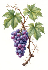 Botanical illustration of grape vine with bunch of grapes