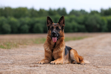 Beautiful obedient german shepherd dog lying in a field, forest in the background