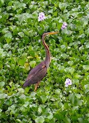 great blue heron ardea cinerea