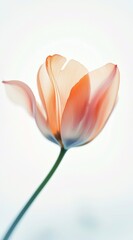Close-up view of an orange tulip displaying delicate petals and a slender stem against a bright white background, highlighting the beauty and elegance found in nature's creations
