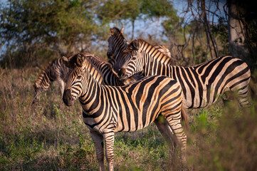 Zebra in the wild Kruger National Park South Africa