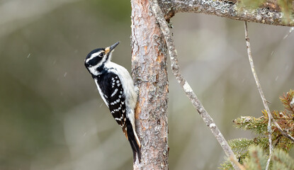 Female Hairy woodpecker perched on tree