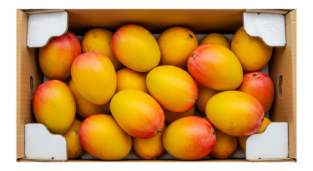 fresh indian organic ripe mango fruit in box, closeup isolated, known in india various name as totapuri, kesar, amrapali or alphonso mango for import, export concept,  cutout in transparent background