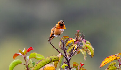 Rufus hummingbird male orange perched 