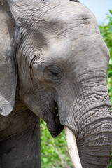 Elephant in Kruger National Park South Africa