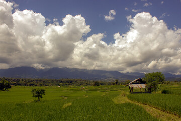 Metal hut in green rice paddy fields in Pai, Thailand