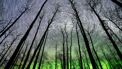 Looking up through aspen tree trunks at Aurora and rotating stars in transparent sky
