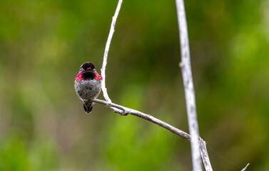 Costa's male purple pink hummingbird 