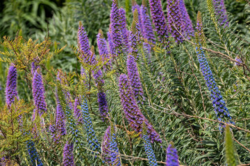 wildflowers in bloom lupine blue and purple 