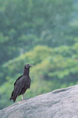 black vulture perched on a rock