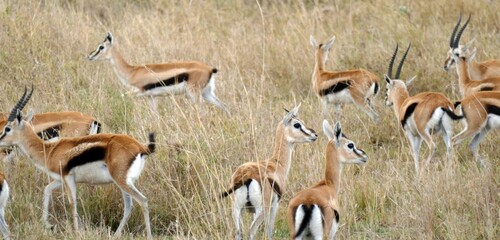 Herd of thomson's gazelles walking through tall grass