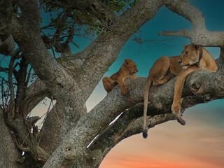Lioness with tracking collar and cub relaxing in tree