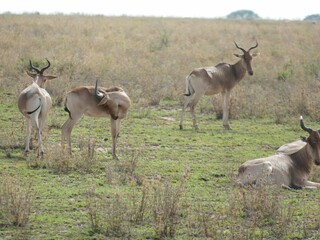 Herd of red hartebeest relaxing in the savanna