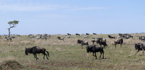 Wildebeest herd migrating across african savanna