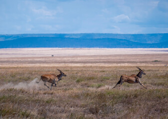 Two elands (Tragelaphus oryx) on the run in the Serengeti savannah.