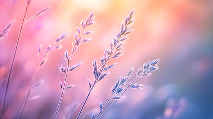 Fototapeta premium A dreamy close-up of delicate grass stems with a soft pastel background blending pink blue and orange tones creating a peaceful nature scene 