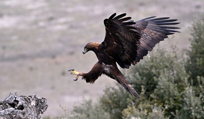 a majestic golden eagle in freedom in spain