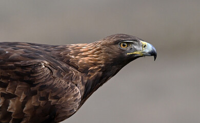 a majestic golden eagle in freedom in spain