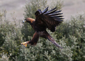 a majestic golden eagle in the mountain
