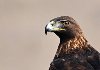 a majestic golden eagle in freedom in spain