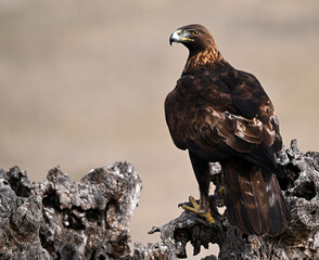 a majestic golden eagle in the mountain
