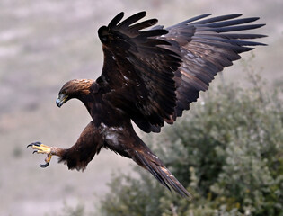 a majestic golden eagle in the mountain