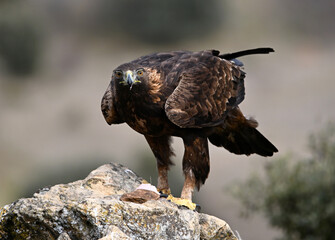 una poderosa aguila real en libertad en españa