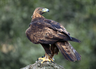 a majestic golden eagle in freedom in spain