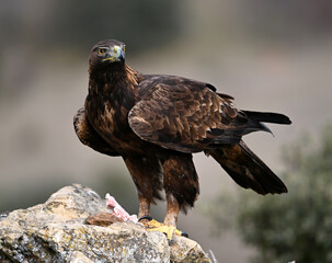 Fototapeta premium una poderosa aguila real en libertad en españa