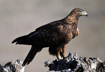a majestic golden eagle in spain